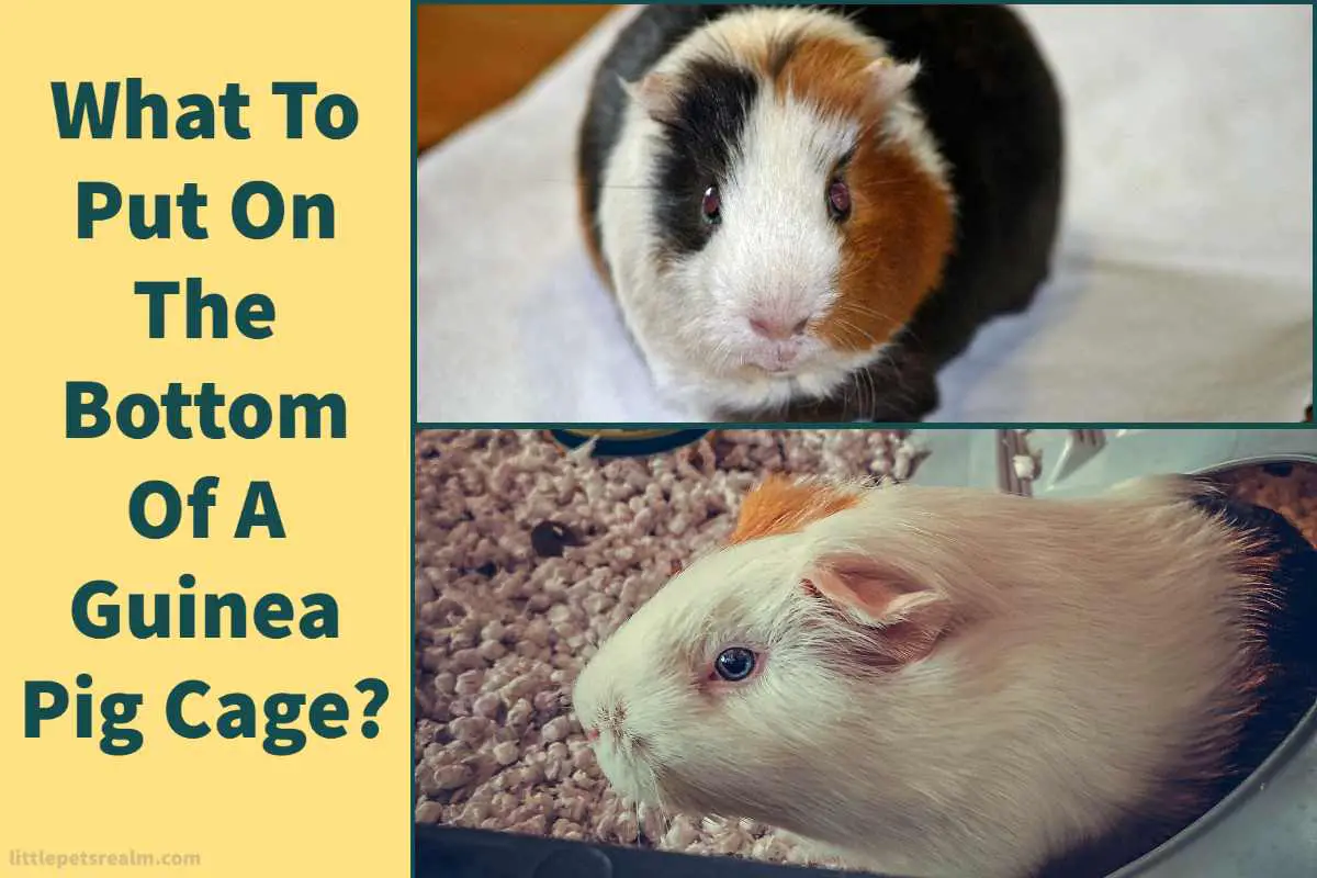 What To Put At The Bottom Of A Guinea Pig Cage (7 Ideas)? Little Pets