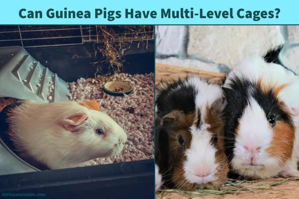Can Guinea Pigs Have Multi-Level Cages? How To Plan It?