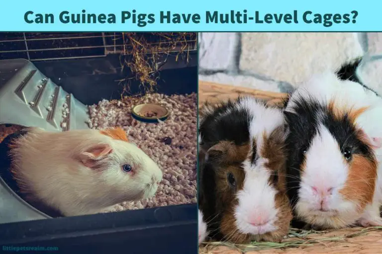 Can Guinea Pigs Have MultiLevel Cages? How To Plan It? Little Pets Realm