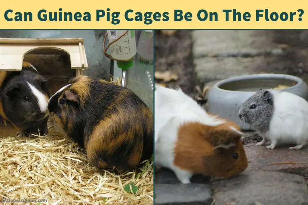 Guinea Pig Cages On The Floor
