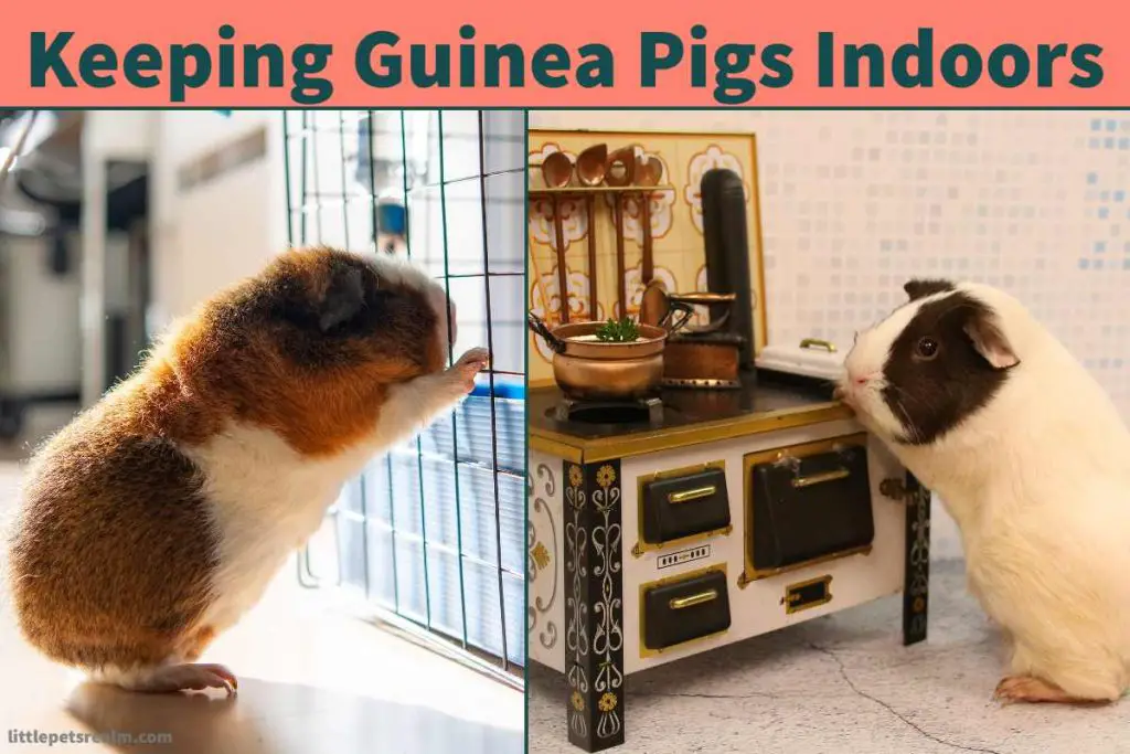 Keeping Guinea Pigs Indoors