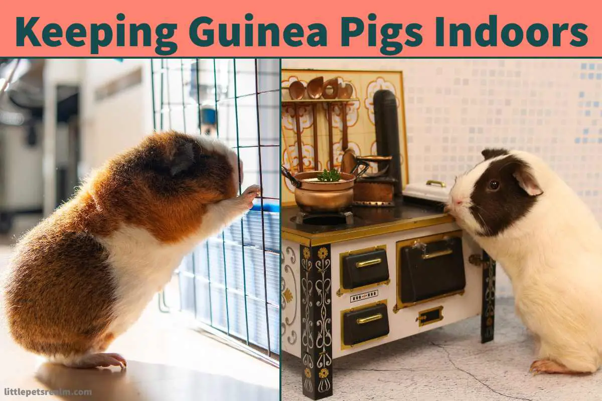 Keeping Guinea Pigs Indoors How Long They Live, Is It Good Little