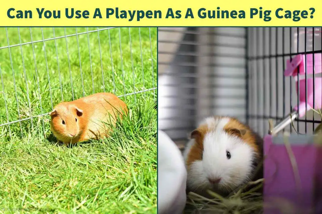 Playpen As A Guinea Pig Cage