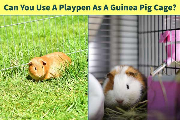Can You Use A Playpen As A Guinea Pig Cage?