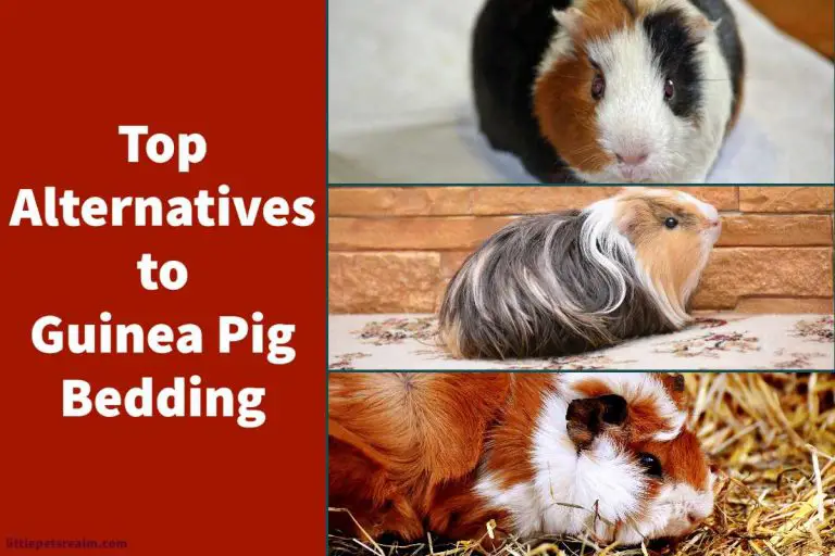 Top 9 DIY and Alternative Bedding Ideas For Guinea Pigs Little Pets Realm