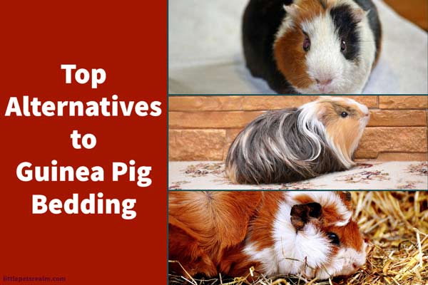 Top DIY and Alternative Bedding Ideas For Guinea Pigs