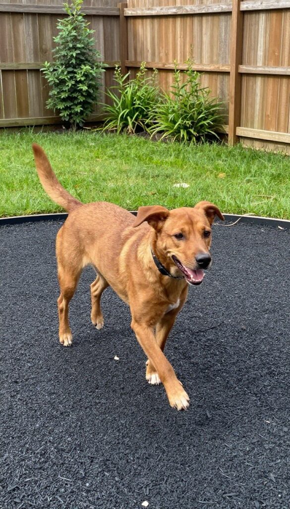 Dog jumping over rubber mulch in a backyard dog run with wooden fence