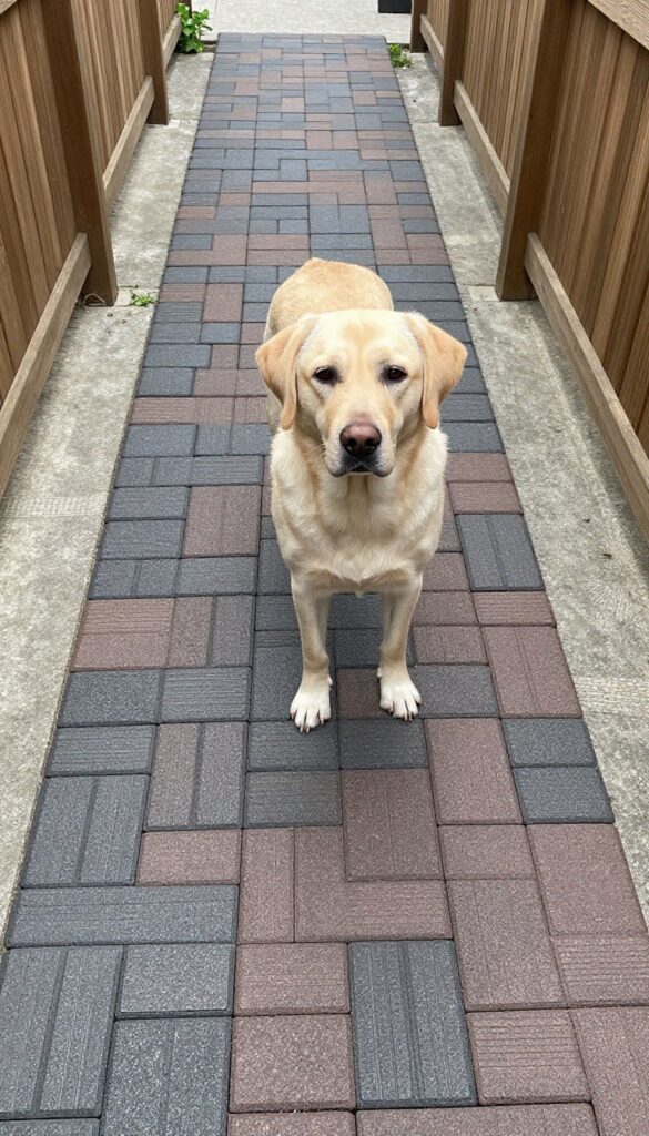 Dog standing on interlocking rubber pavers in a narrow side yard dog run, showcasing slip-resistant traction