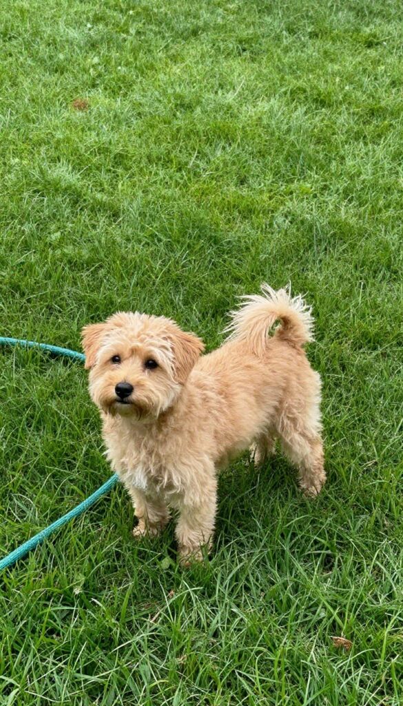 A dog standing on a healthy green lawn with a garden hose nearby, no brown spots, bright natural light.