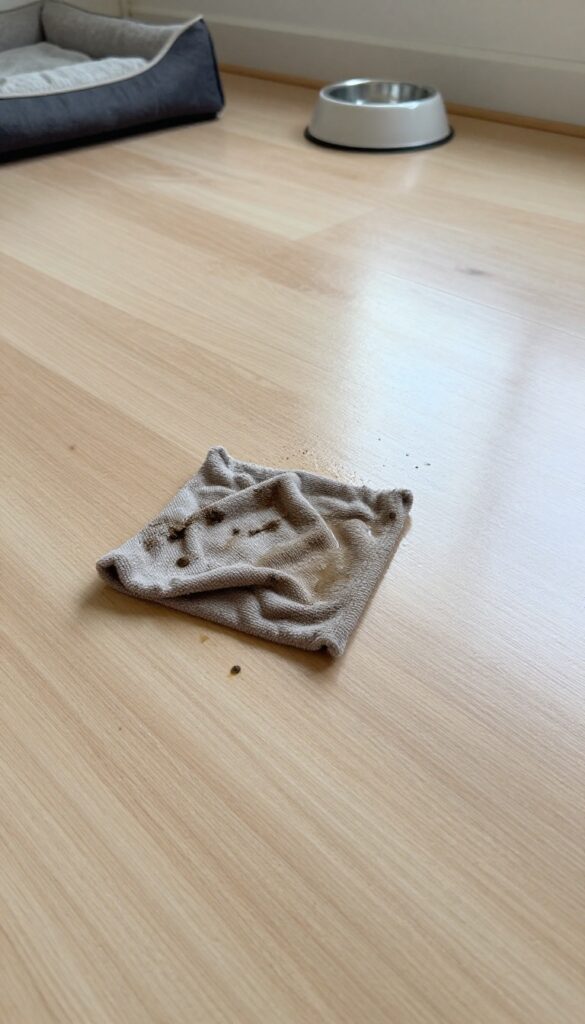 Sealed plywood dog kennel floor with a mop cleaning a mud spill, bright natural light, photorealistic, no text.