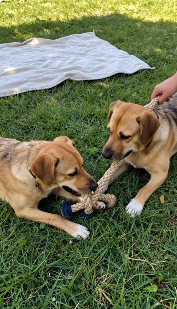 Two dogs playing tug-of-war in a sunny backyard on a blanket