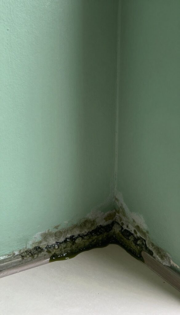 Close-up of black mold and mildew on a damp wall corner, contrasting dark slimy and light powdery textures in natural light.